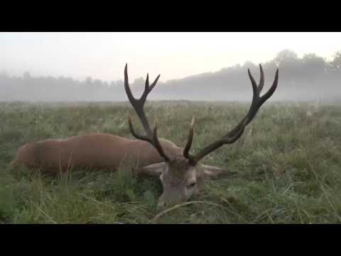 The fog deer is being stretched! Fog deer shot!
