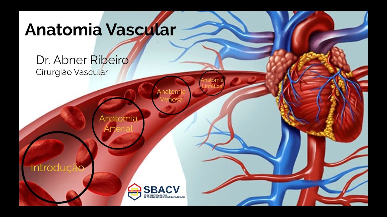 O Que é Anatomia Vascular