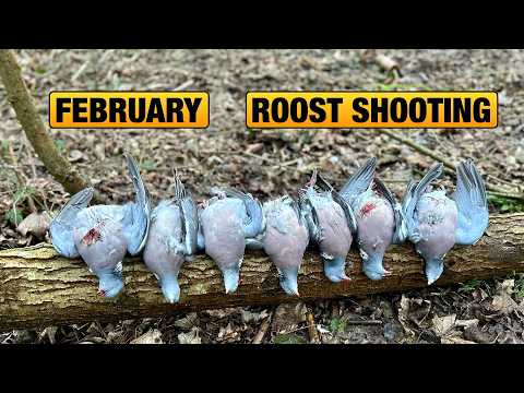 Охота на оленей Roost!!! Февральская охота на оленей Roost