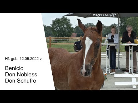 hf v Benicio x Don Nobless x Don Schufro 2022