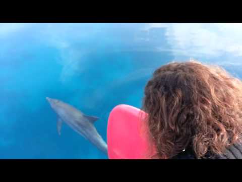 Thumbnail image for the video