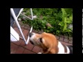 Teaching the Beagle random words - Misha