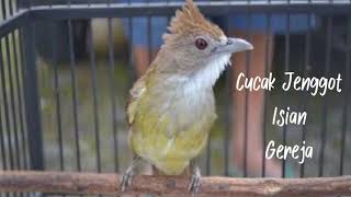 Download lagu Masteran Cucak Jenggot Isian Gereja Tarung Ngeroll Panjang Suara Jernih | Kicau Pancingan mp3