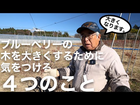 苗が成長しないのはなぜですか?それを修正するにはどうすればよいですか?  庭園