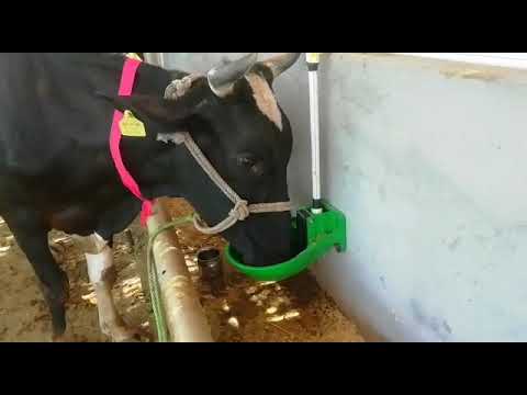 automatic water feeder for cows