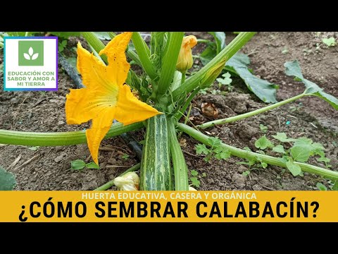 , title : 'CÓMO SEMBRAR CALABACÍN'