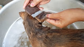 THE BEST RESCUER !! How To Get Rid Of Puppy Fleas