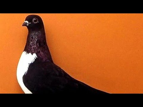 🕊Hungarian Budapest Kiebitz Pigeons | Budapesti Bibic Keringö