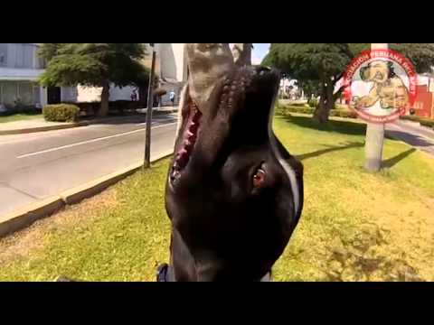 Ajax + GoPro + Presador para Dinosaurio