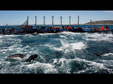 This is How Fisherman Catch Hundreds Tons tuna With Big net - Video Big Catching on The Sea