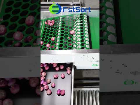 Sorting machine for onion potato garlic,onion grading and packing line,onion processing equipment