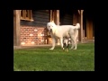Central Asian Shepherd Atila Realdog guards 2 ...