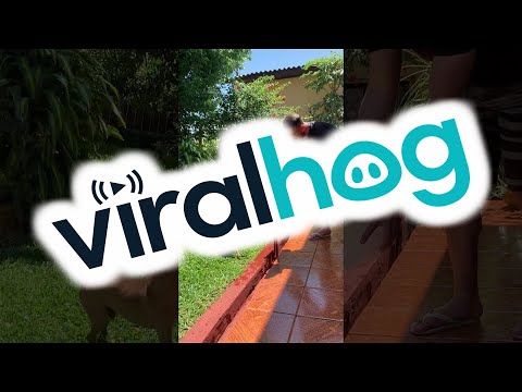 Martial Arts Pup Flips For Water || ViralHog