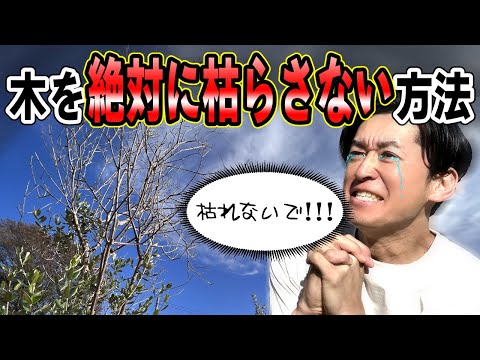 折れた木の枝を修復するにはどうすればよいですか?シンプルな解決策があります。  庭園