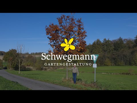 Gartengestaltung Schwegmann – Der Baum des Jahres 2025 – die Roteiche