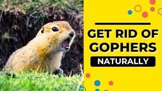 How to Get Rid of Gophers in the Back Yard Naturally?