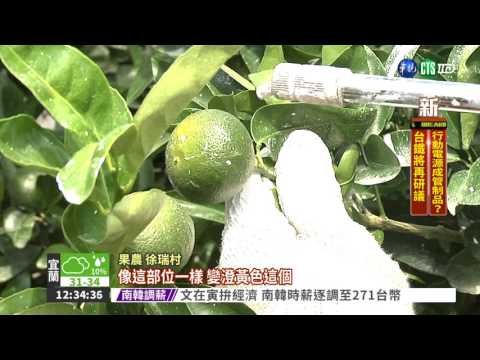 茂谷柑抗日! 塗碳酸鈣面膜防曬