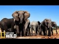 Famille éléphant