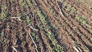 Grapă rotativă Rotor ZEUS | Imagine 4 - Agroline