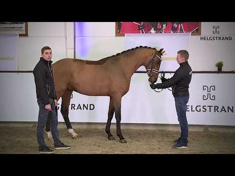 Straight Horse Finest Hour by Franklin / Zack - stallion born 2018 (ENG)