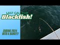 Last Call for Long Island Blackfish!  Final Recreation Tog Trip of 2024!