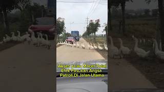 Download lagu Jalan Macet Angsa Lewat #funny #shortvideo mp3 Download lagu Jalan Macet Angsa Lewat #funny #shortvideo mp3
