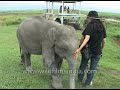 Playful Baby Elephants Seek Love And Attention At Kaziranga National Park