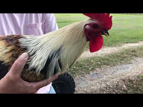 Larry Romero Grey/Hatch brood stag hand select by Mr. Larry Romero