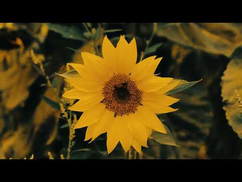 Mirek Kemel  - Včelař Milan (official video)