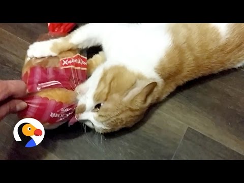 Cat Attacks Bread | The Dodo - YouTube