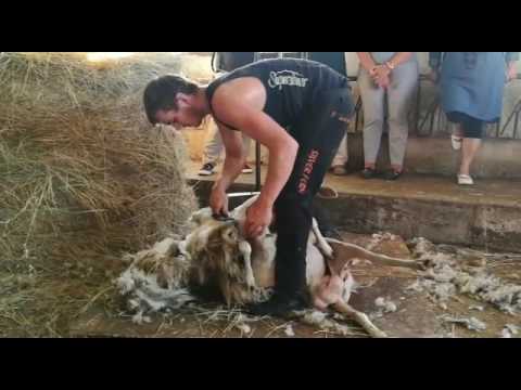 Tosatura a Codrongianos