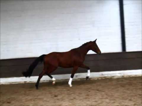 "PAV ECLAIRE" 2j. Deutsches Reitpony v. Strahlemann - for Sale-