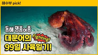 동해 대표 어종 대문어, 인공종자 연구 3년 만에 바닥생활 단계까지 사육 성공했습니다! [옥자의 성장일기]