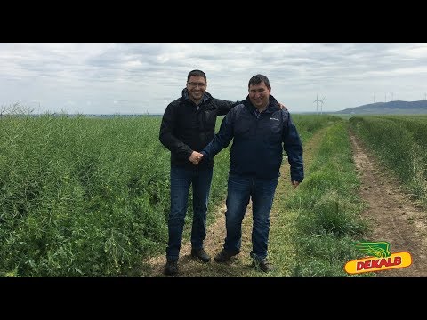 Rapita DEKALB in ferma Lars SRL - interviu ing. Valentin Mihalache