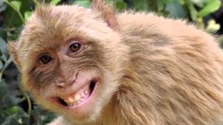 The Righteous Brothers - Koko Joe