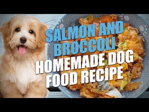 Salmon and Broccoli Homemade Dog Food Recipe