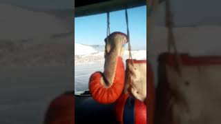 Зимняя рыбалка на малом море