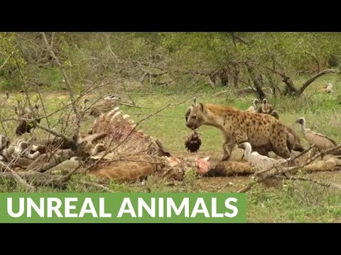 Lone hyena relentlessly chases vultures away from kill