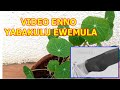 Omukyala Mukube Akachabali Anyumirwe Enkuba Ya Kachabali