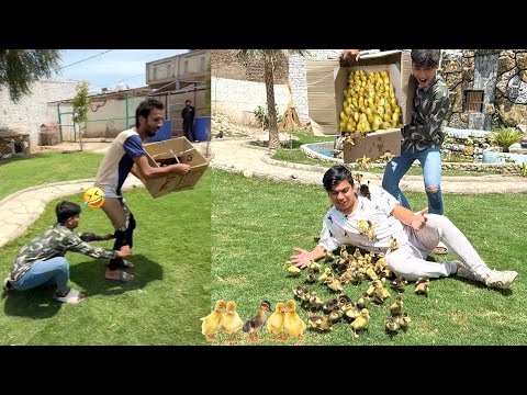 Unlimited Duck Baby Ly Aiy 🐣 Subhan Ny Javed Ji Pent Utar Di 🤣