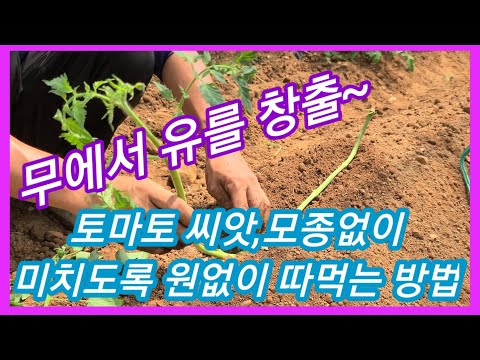 , title : '토마토 모종,씨앗없이 미치도록 원없이 따먹는방법 주말농장,텃밭,인간극장,전원일기,사노라면 토마토키우기,재배방법'