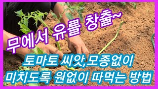 토마토 모종,씨앗없이 미치도록 원없이 따먹는방법 주말농장,텃밭,인간극장,전원일기,사노라면 토마토키우기,재배방…