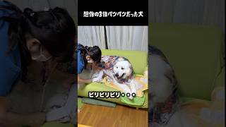 カッパが想像よりパツパツだった愛犬 #グレートピレニーズ #大型犬 #愛犬 #かわいい犬 #greatpyrenees