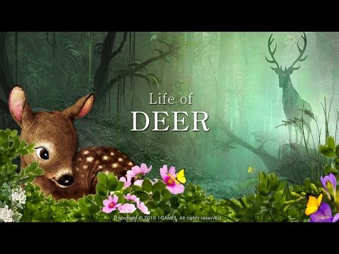 Life Of Deer Video