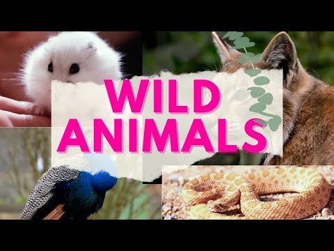 Wild Animals with Sounds Part -2  | Wild Animal Name & Sounds