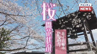 【アミンチュニュース】 桜開花状況 近江八幡市　広済寺