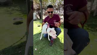 Video preview image #1 Boxer Puppy For Sale in Pasadena, CA, USA