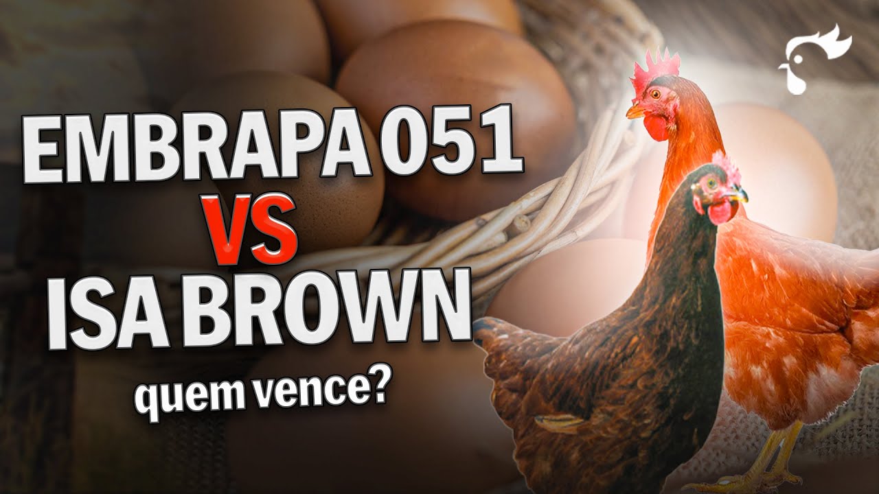 Duelo de GALINHAS: Qual raça de poedeira é a CAMPEÃ? Isa Brown vs Embrapa 051