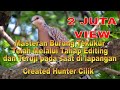 Suara Burung Tekukur Pikat Ampuh