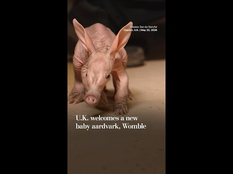U.K. welcomes baby aardvark, Womble